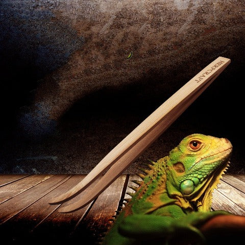 Bamboo feeding tongs next to a lizard