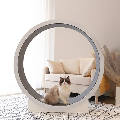 A cat in a Marvelous Cat Exercise Wheel