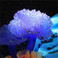 Purple Coral aquarium plants for sale