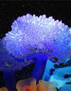 Purple Coral aquarium plants for sale