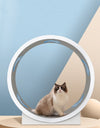 A cat in a Best cat exercise wheel for indoor cats