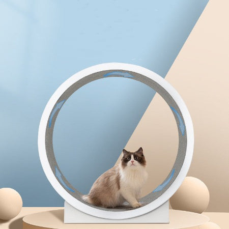 A cat in a Best cat exercise wheel for indoor cats