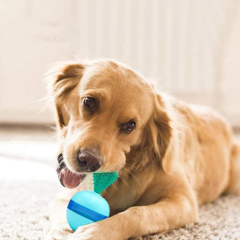 A dog biting the Automatic dog treat dispenser